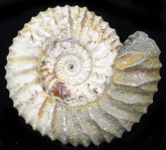 Pavlovia Ammonite Fossil - Siberia #29750